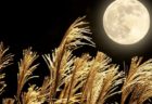 🌕9月の臨時特別予約診療のお知らせ🌕